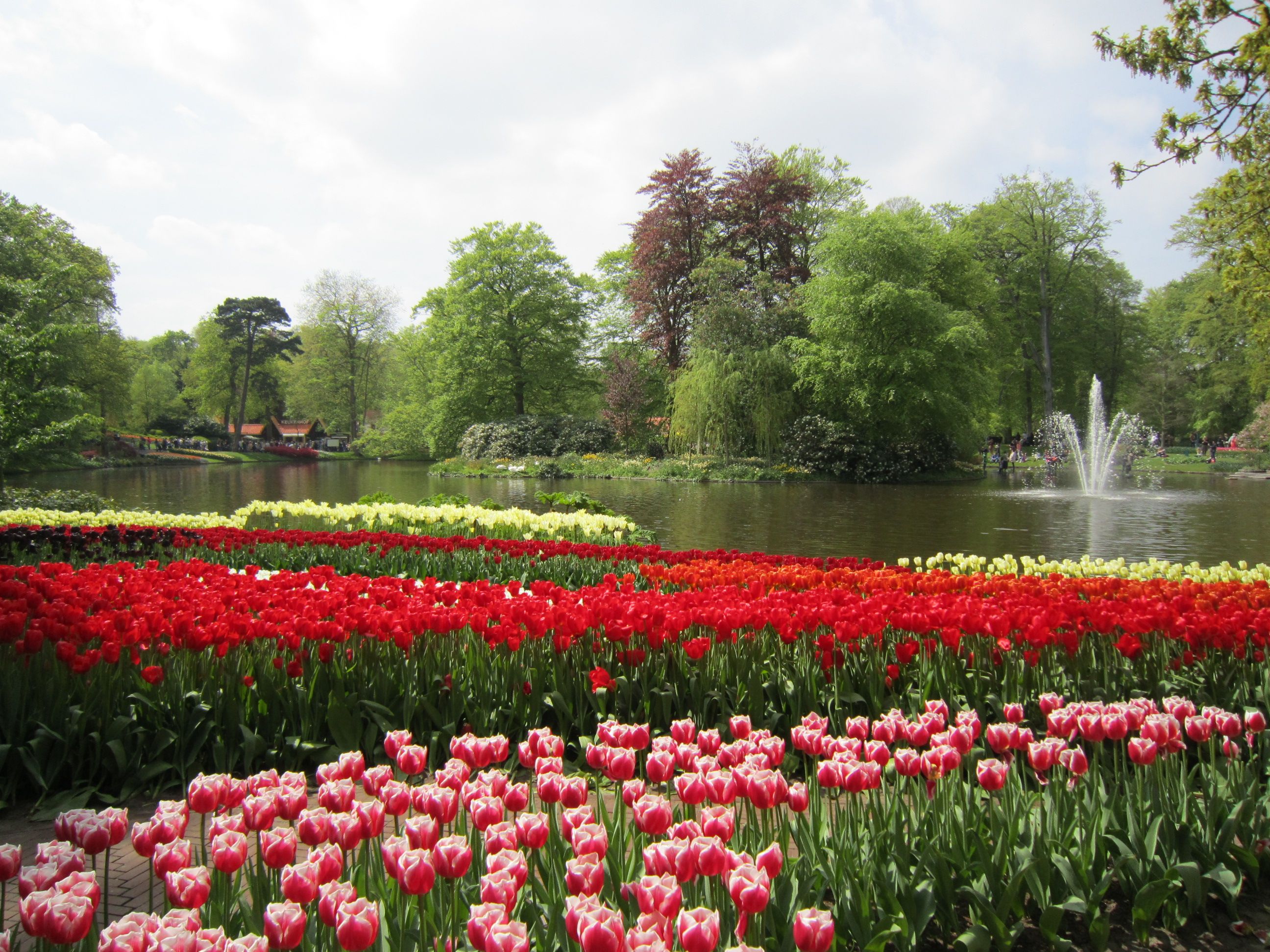 amazing flowers in the world #06 : tulips garden, keukenhof, the