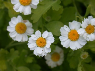 feverfew1-400x300.jpg