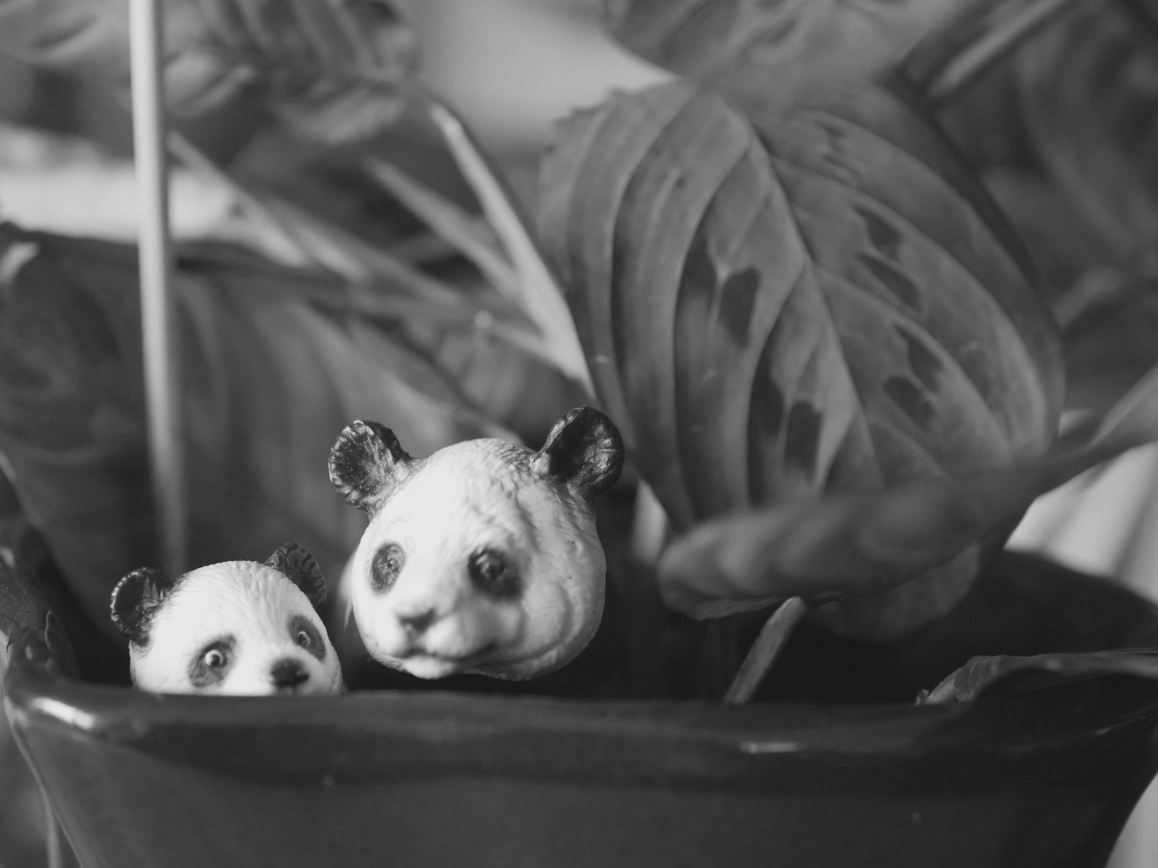 Panda_P1100671.JPG