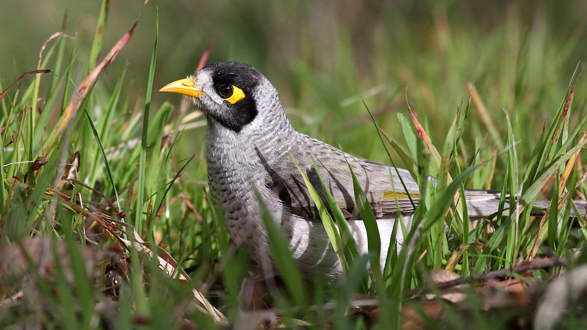 Noisy Miner 3.jpg