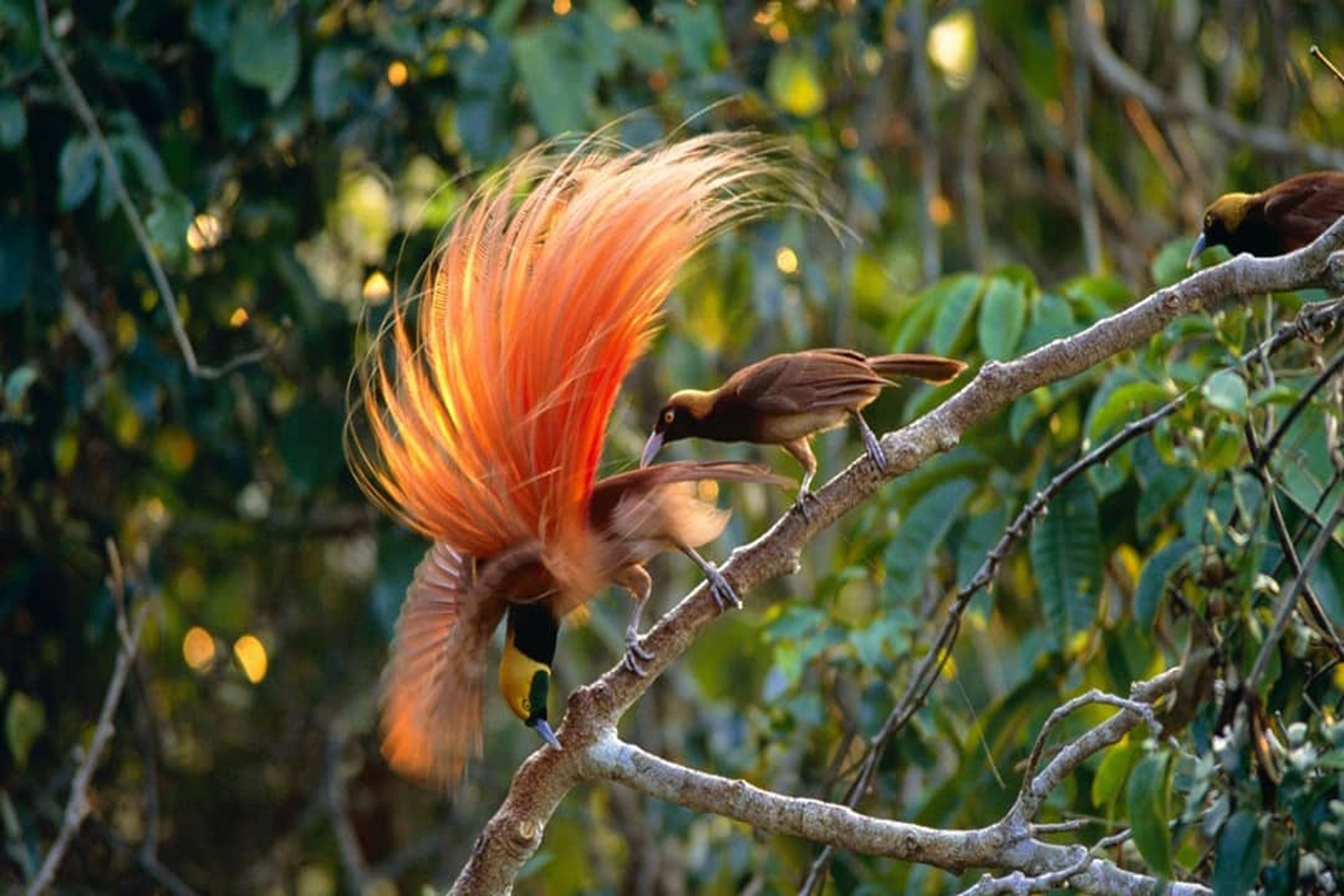 Cendrawasih The Bird Indonesia Earth Papua Cendrawasih Si Burung