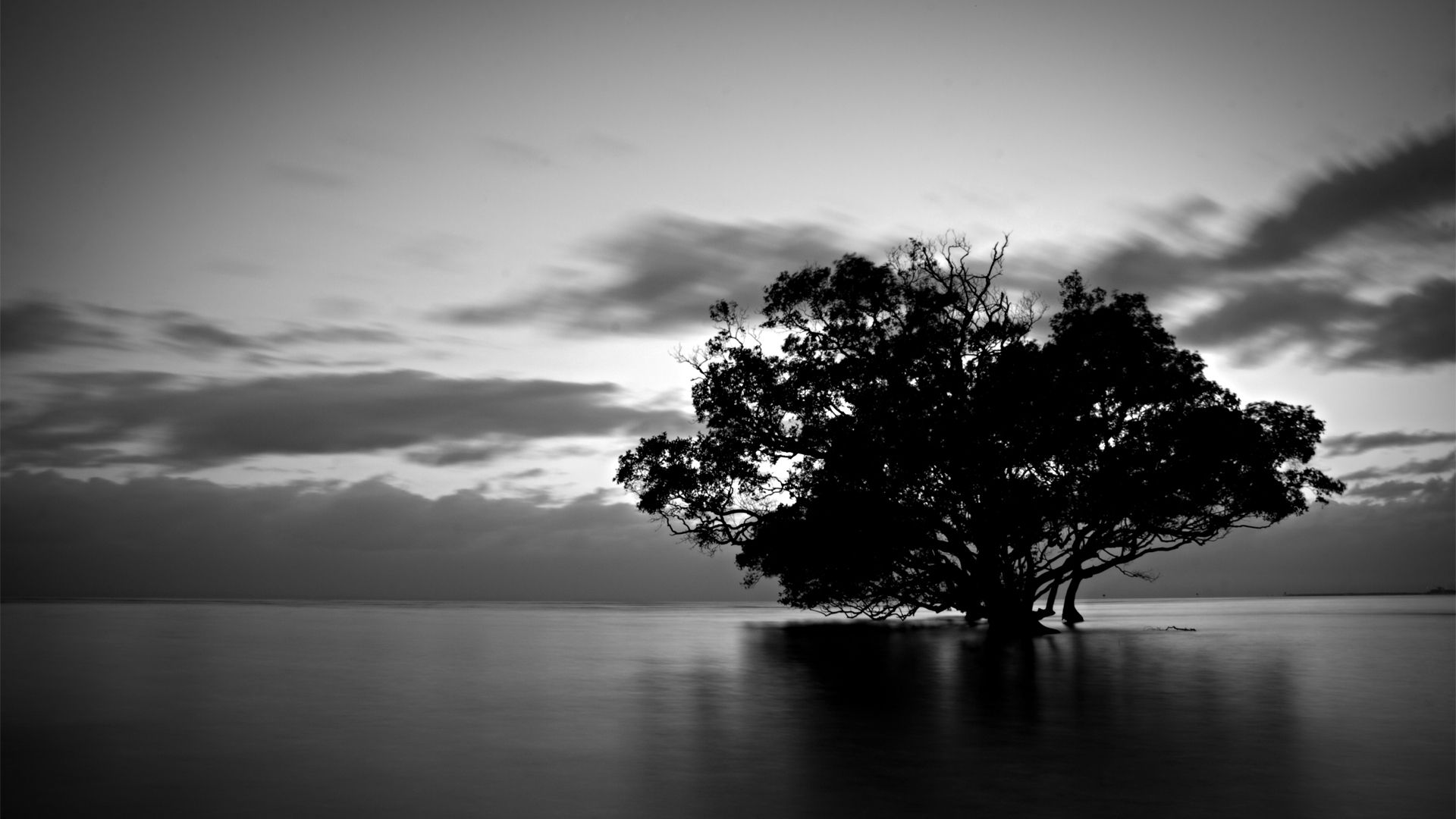 Tree-Black-and-White-Wallpaper-Collections.jpg