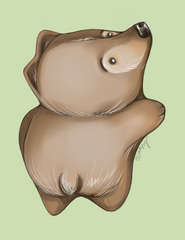 bear.png