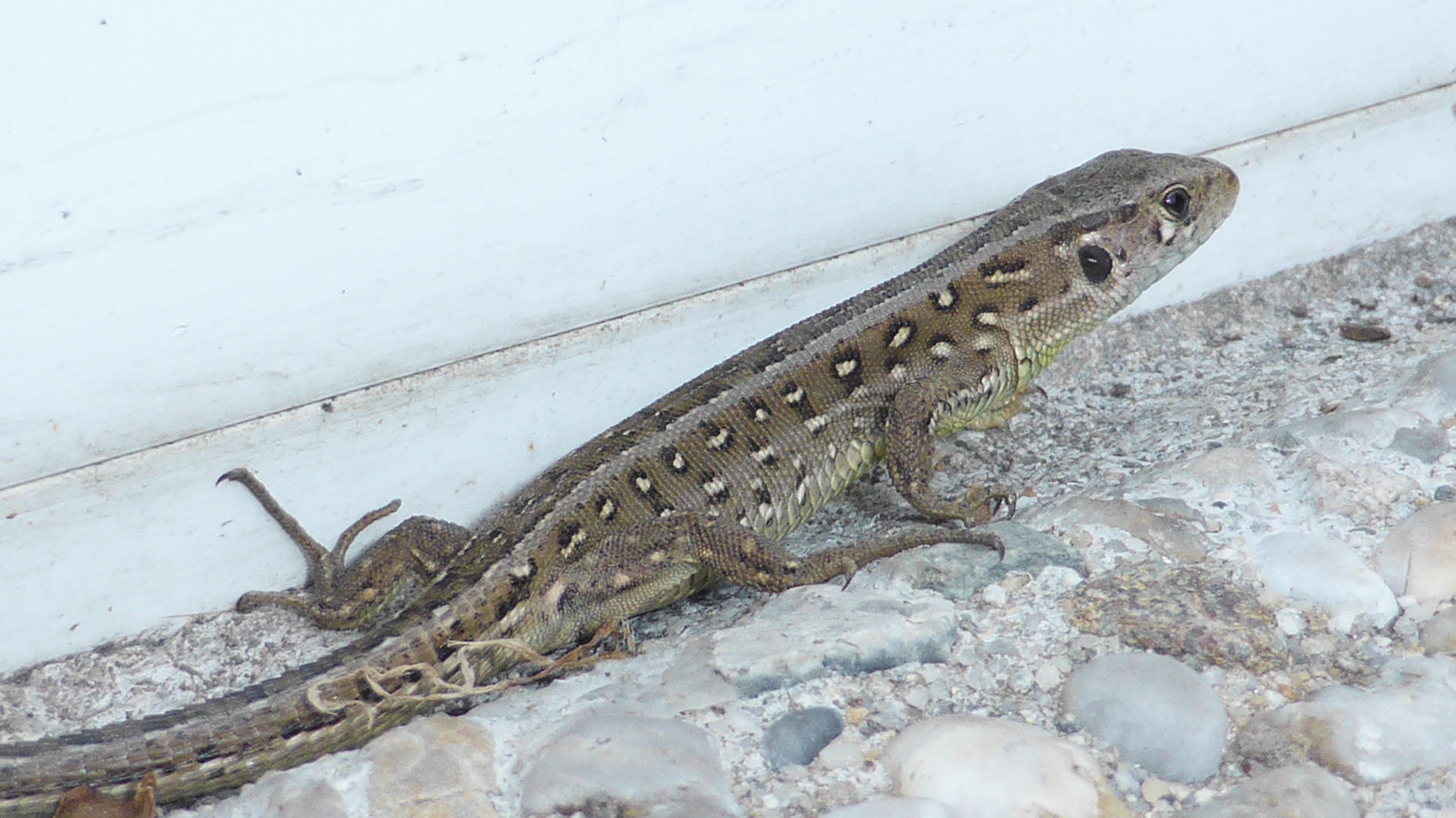Sand Lizard Zauneidechse Steemit