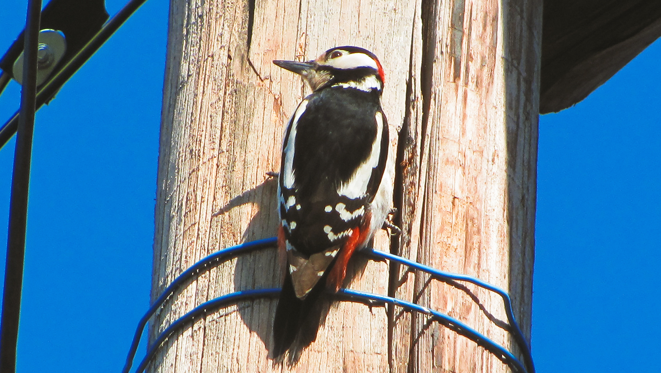 woodpecker