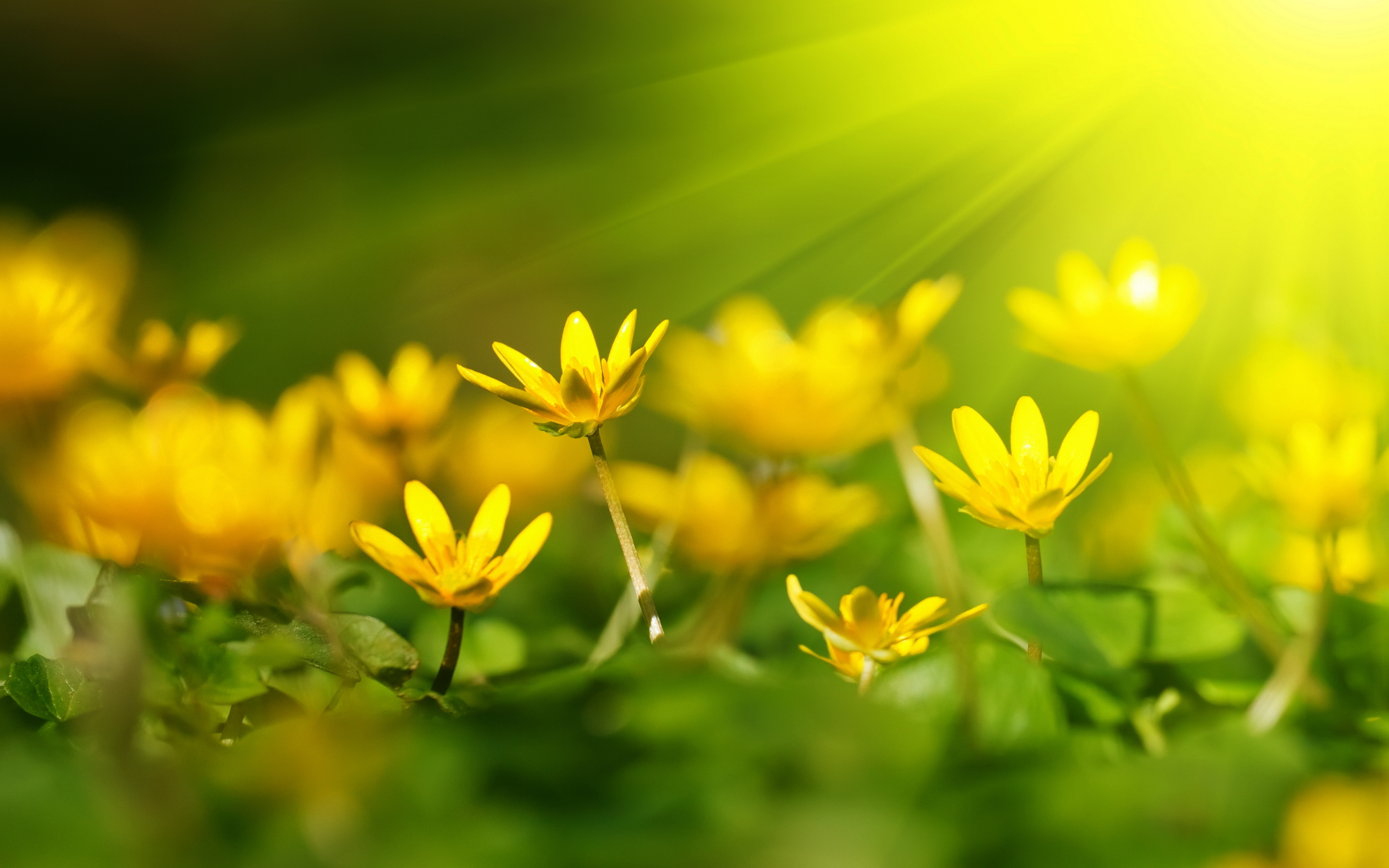 yellow-flowers-14158-14599-hd-wallpapers.jpg