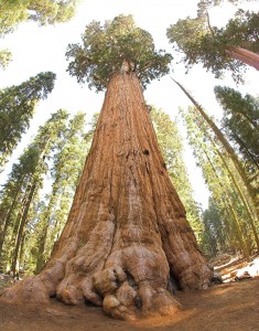 sequoia3.jpg