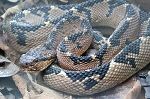 Steemit.interglobal.paul.bushmaster.snake.1.jpg