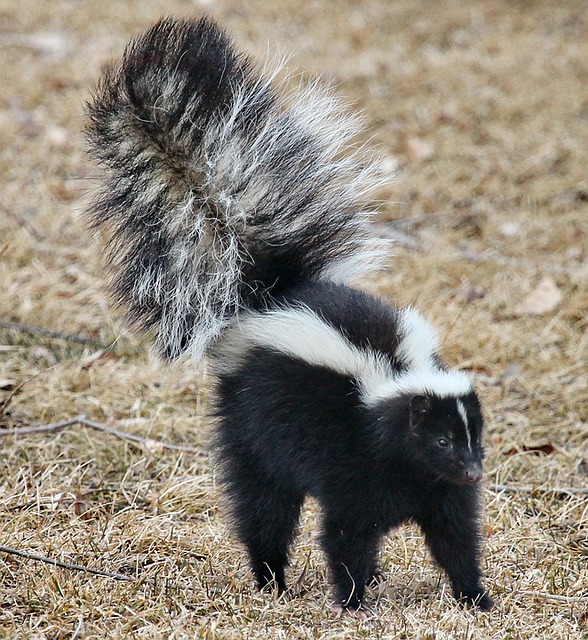 skunk-1239764_640.jpg