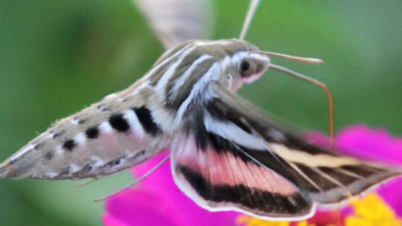 Hummingbird Hawk Moth hovering.jpg