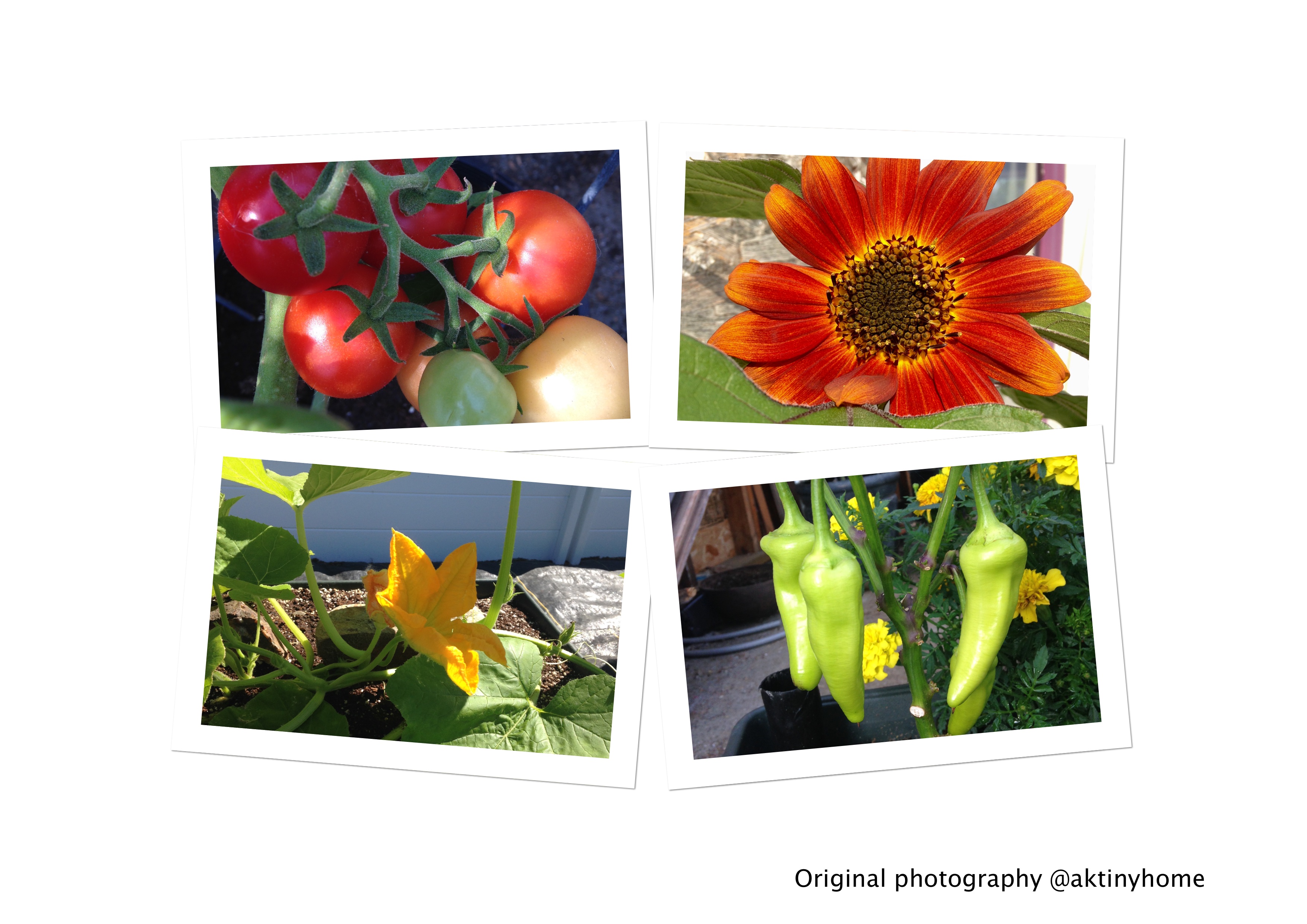 One month gardening.jpg