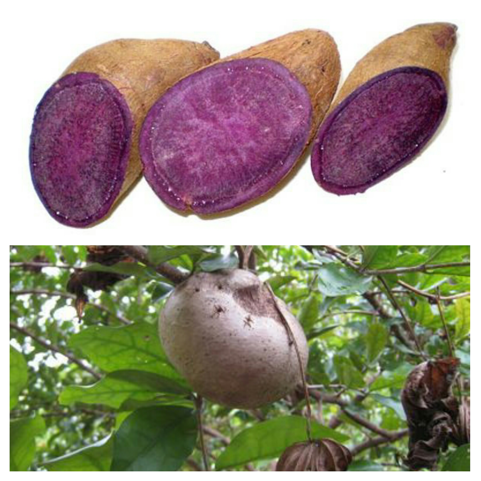 7. #TheTruth – “UBE” also known as “PURPLE YAM”. Is this ...