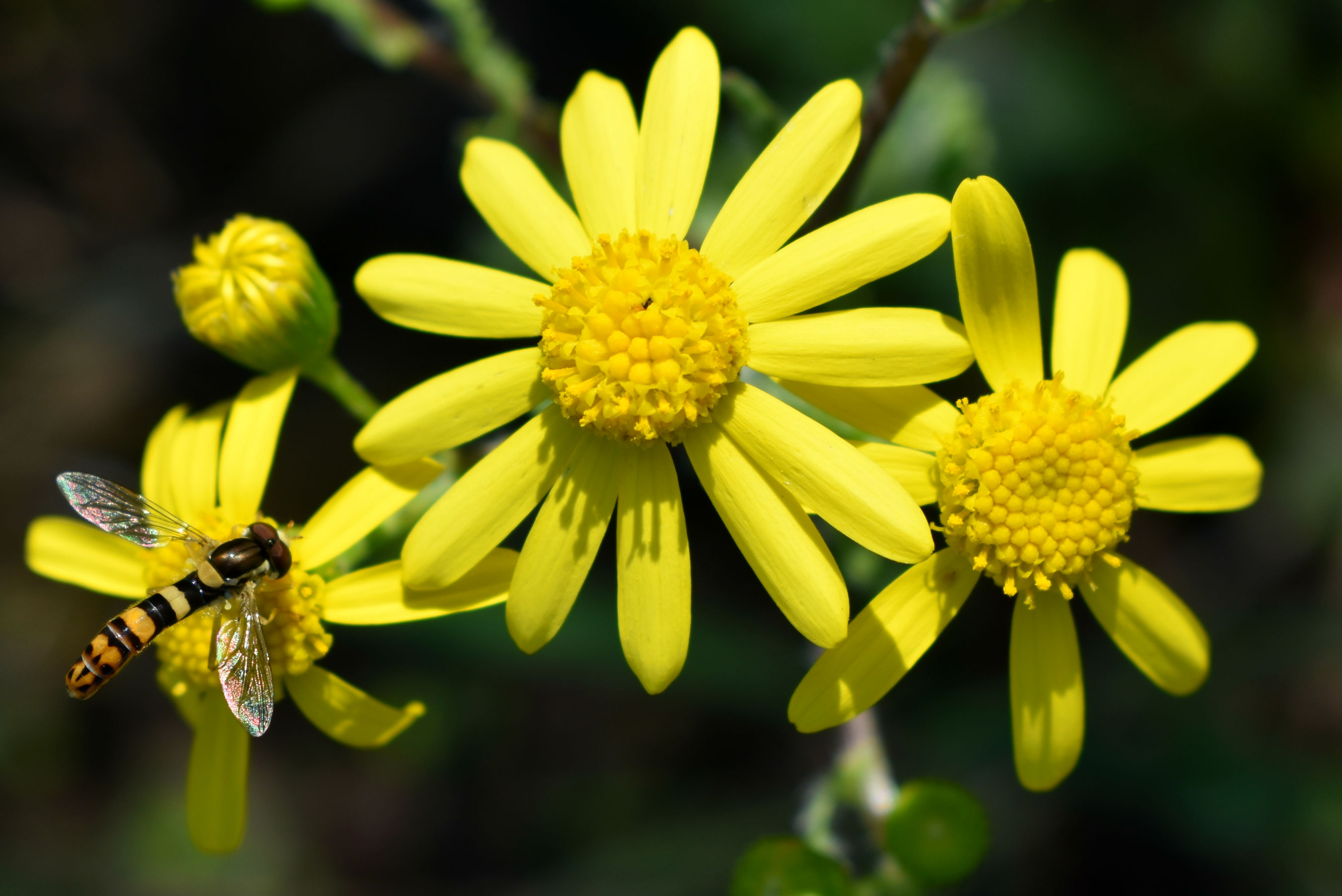 Растение много пыльцы. Цветок на котором много пыльцы. Много пыльцы на цветке. Цветы с пыльцой названия. Цветок с желтой пыльцой название.