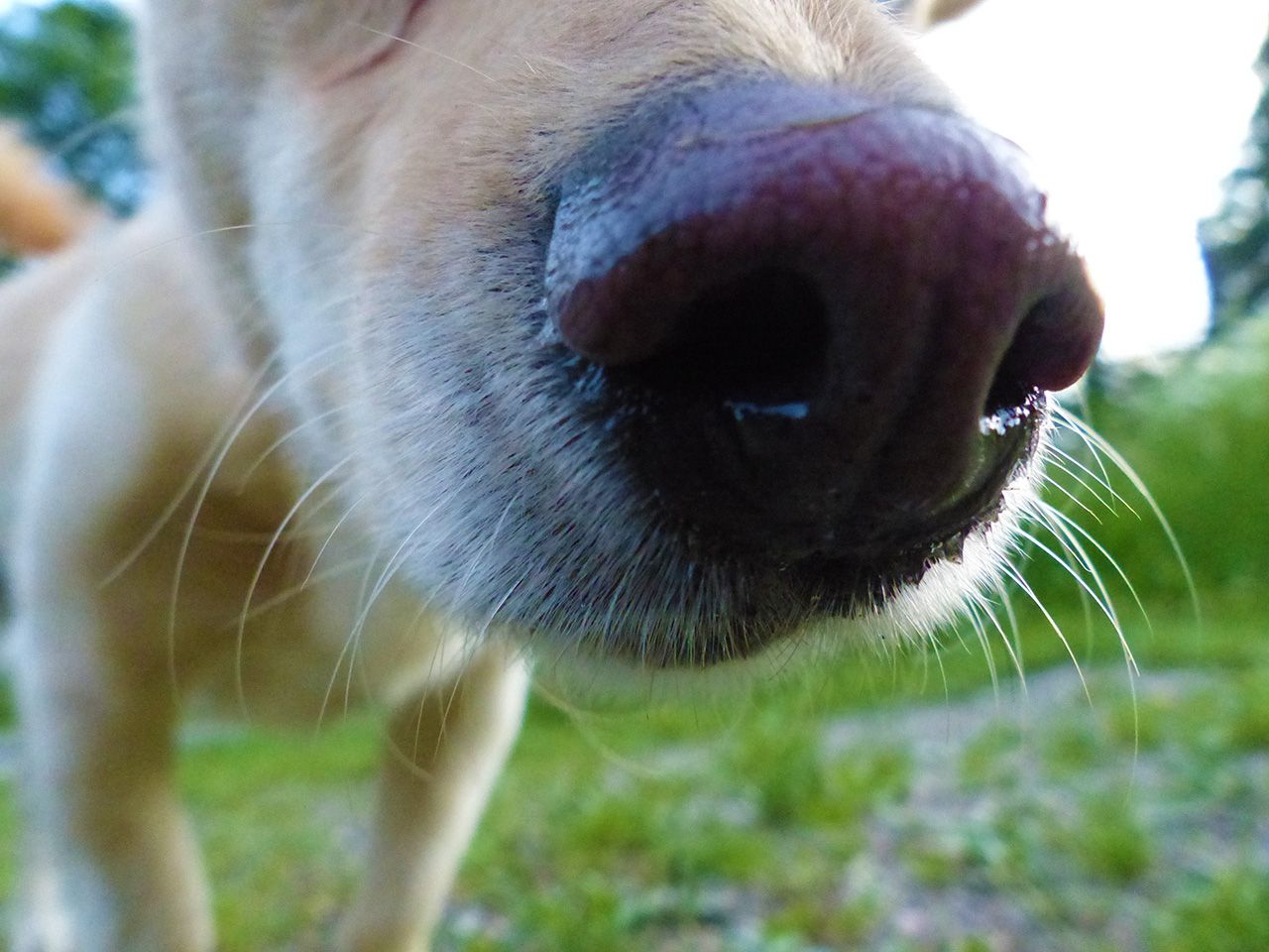 wet nose diving trough the gras — Steemit