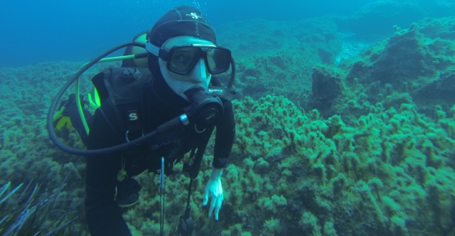 diving.jpg