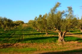 olive tunisian tree.jpg