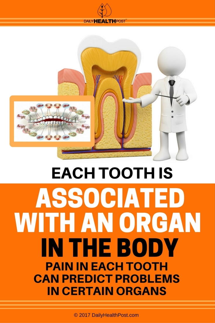 Each-Tooth-Is-Associated-With-An-Organ-In-The-Body-PaiN-In-Each-Tooth-Can-Predict-Problems-In-Certain-Organs.jpg