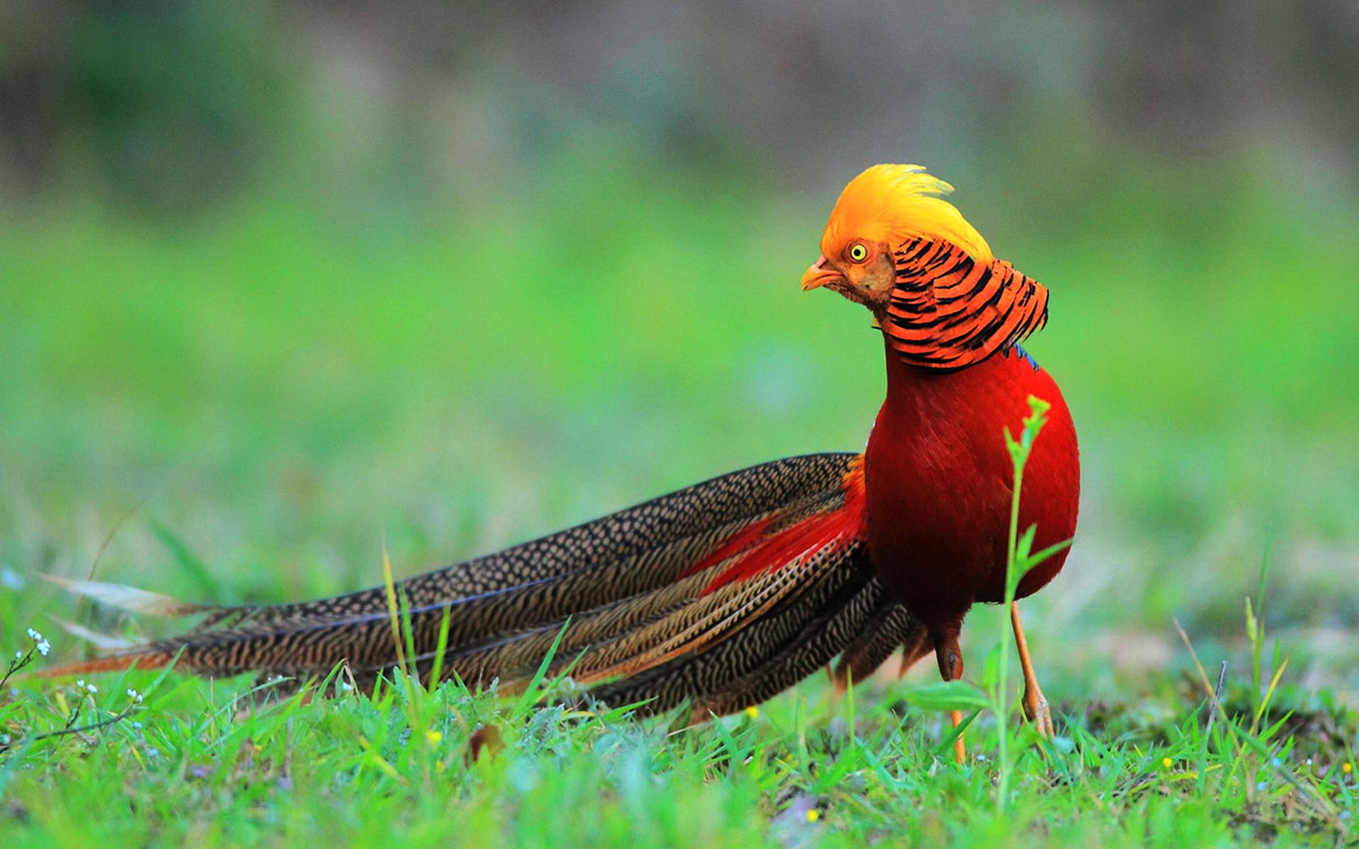 Golden Pheasant.jpg