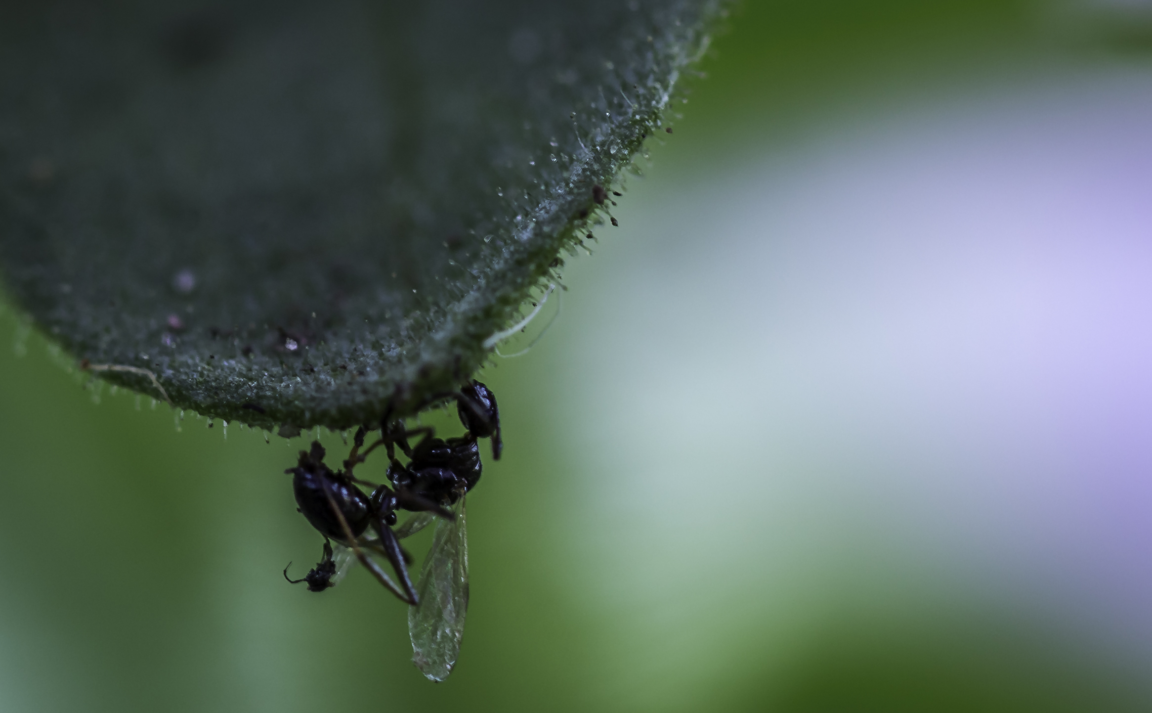ant (3).JPG
