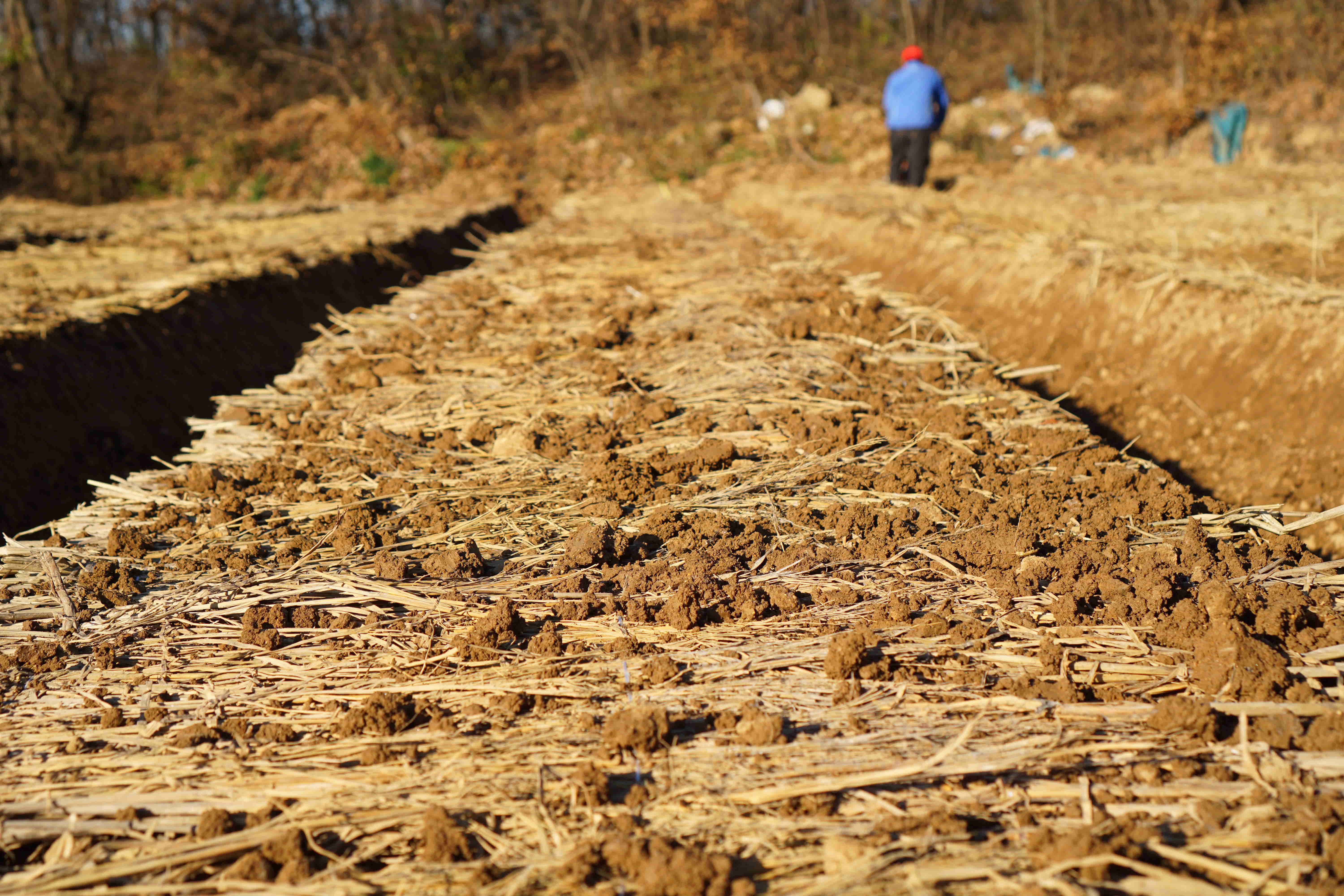 인삼파종기 인삼씨앗파종 인삼파종방법 인삼심기 인삼재배 인삼농사 삼남자 보은군 개갑인삼씨앗 (45).jpg