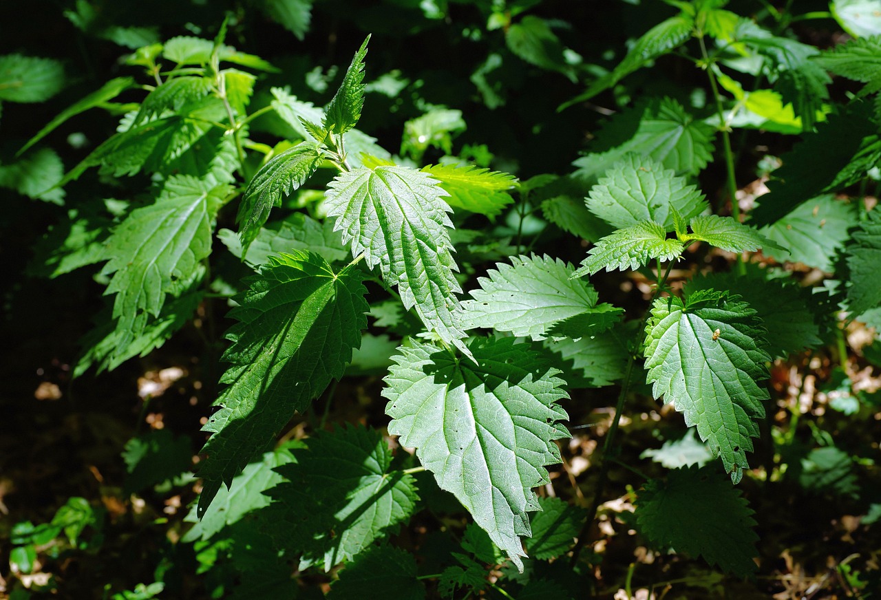 nettles-784372_1280.jpg