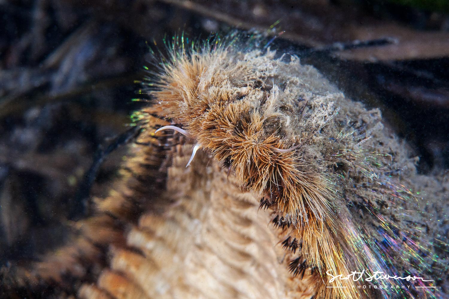 Dishevelled Sea Mouse-1.jpg