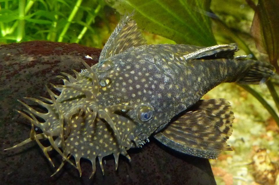 Bristlenose Catfish.JPG