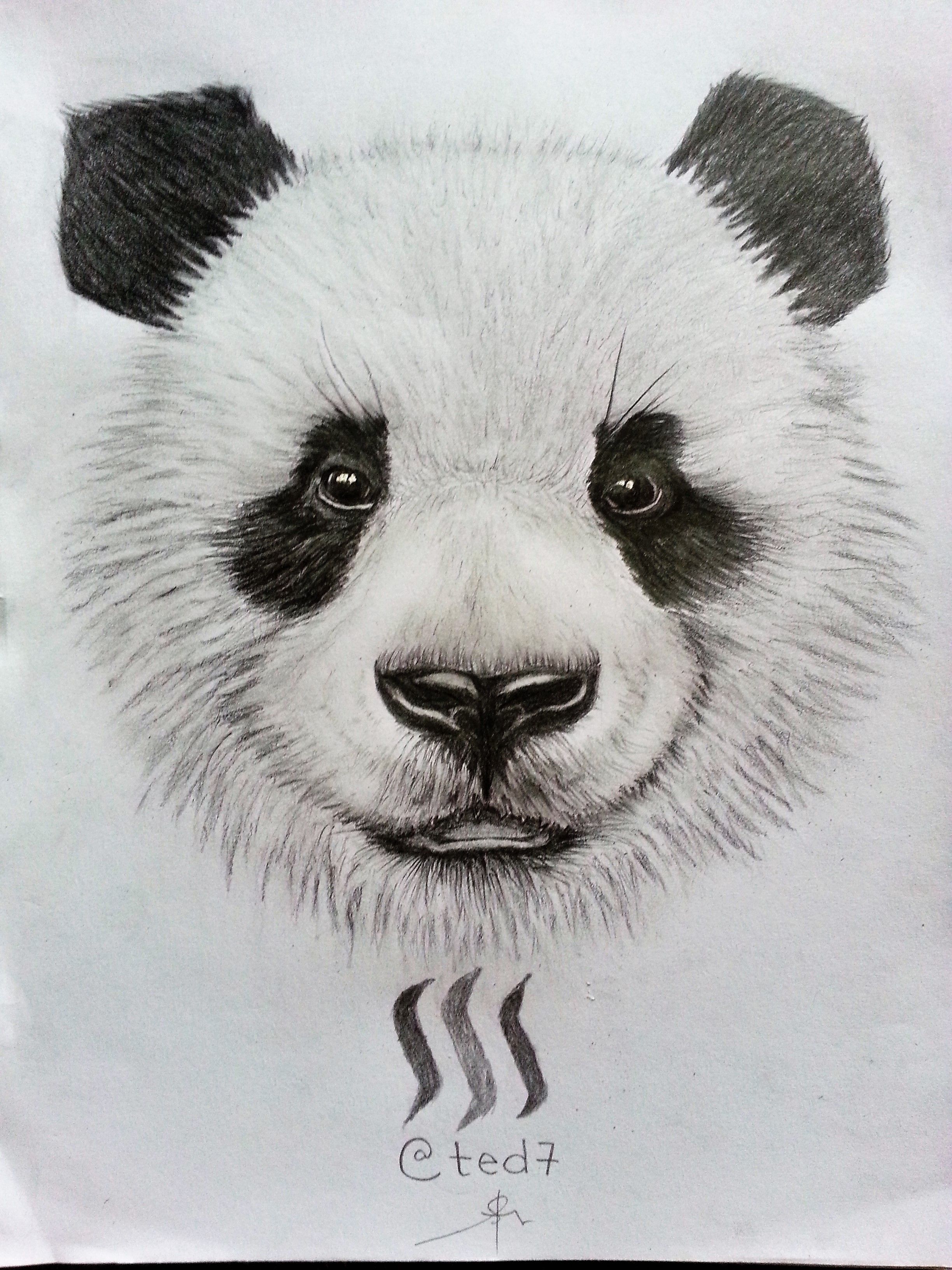 Drawing of a cute panda🐼 with GIF. — Steemit