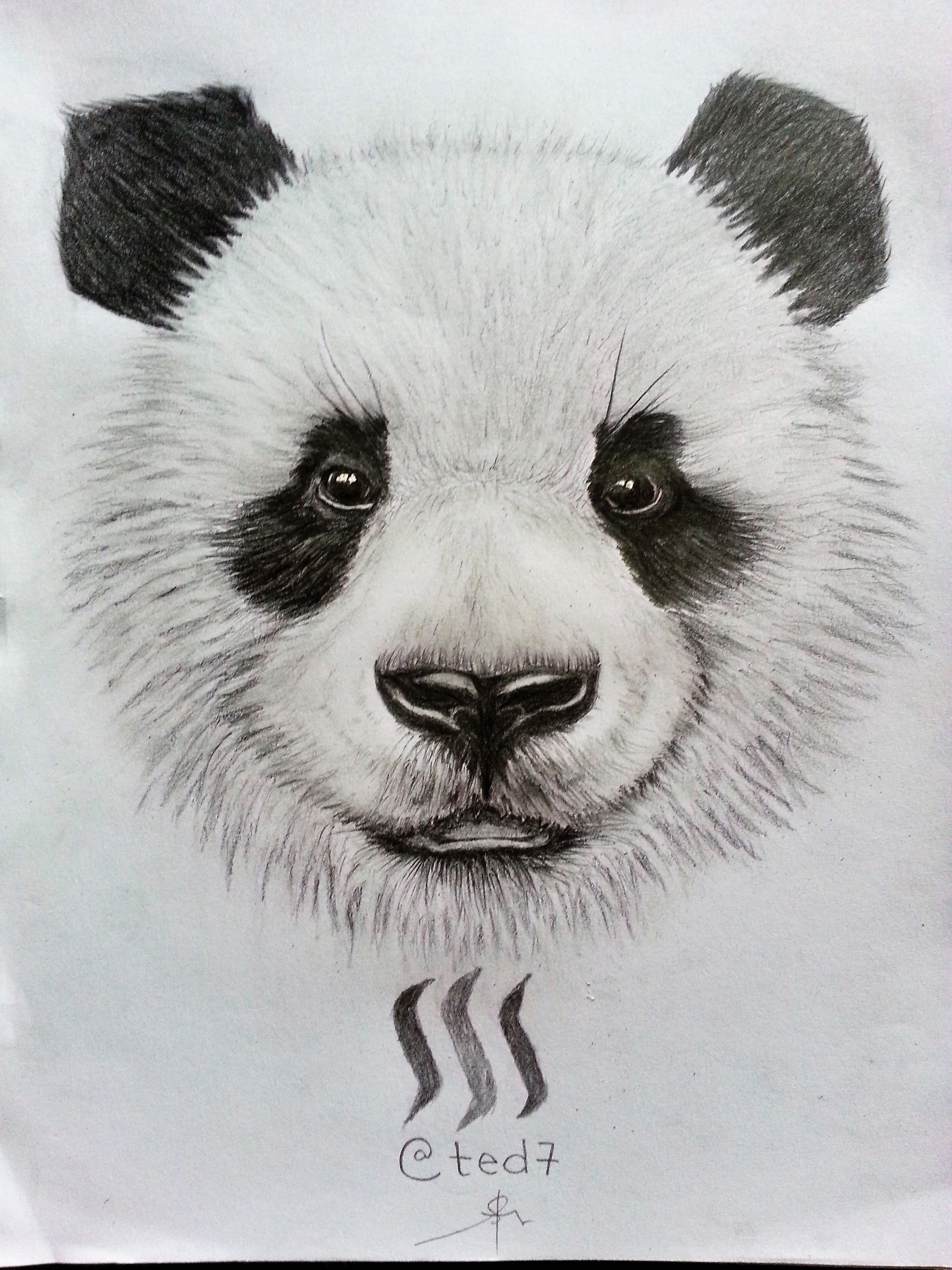 Realistic Pandas Drawings