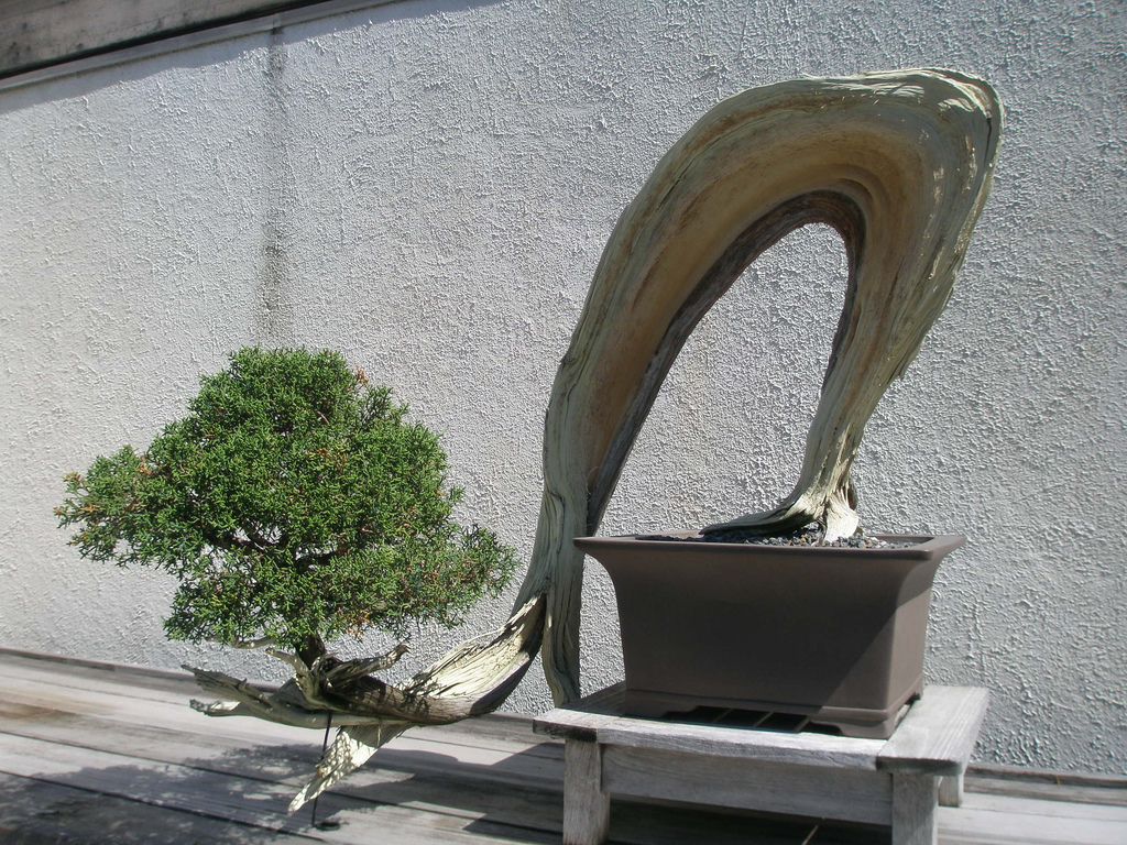 California Juniper Bonsai.jpg