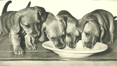 Four-Puppies-Drinking-from-Bowl.jpg