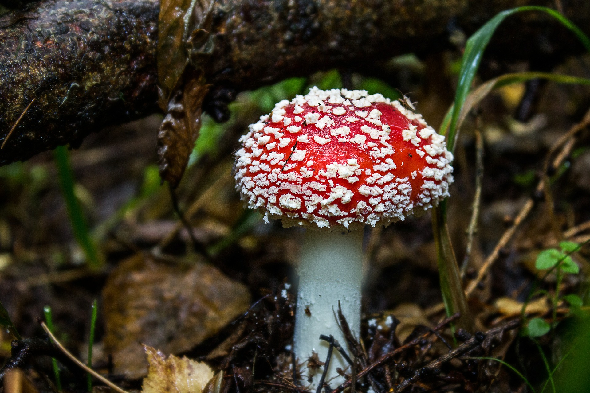 mushroom-541576_1920.jpg