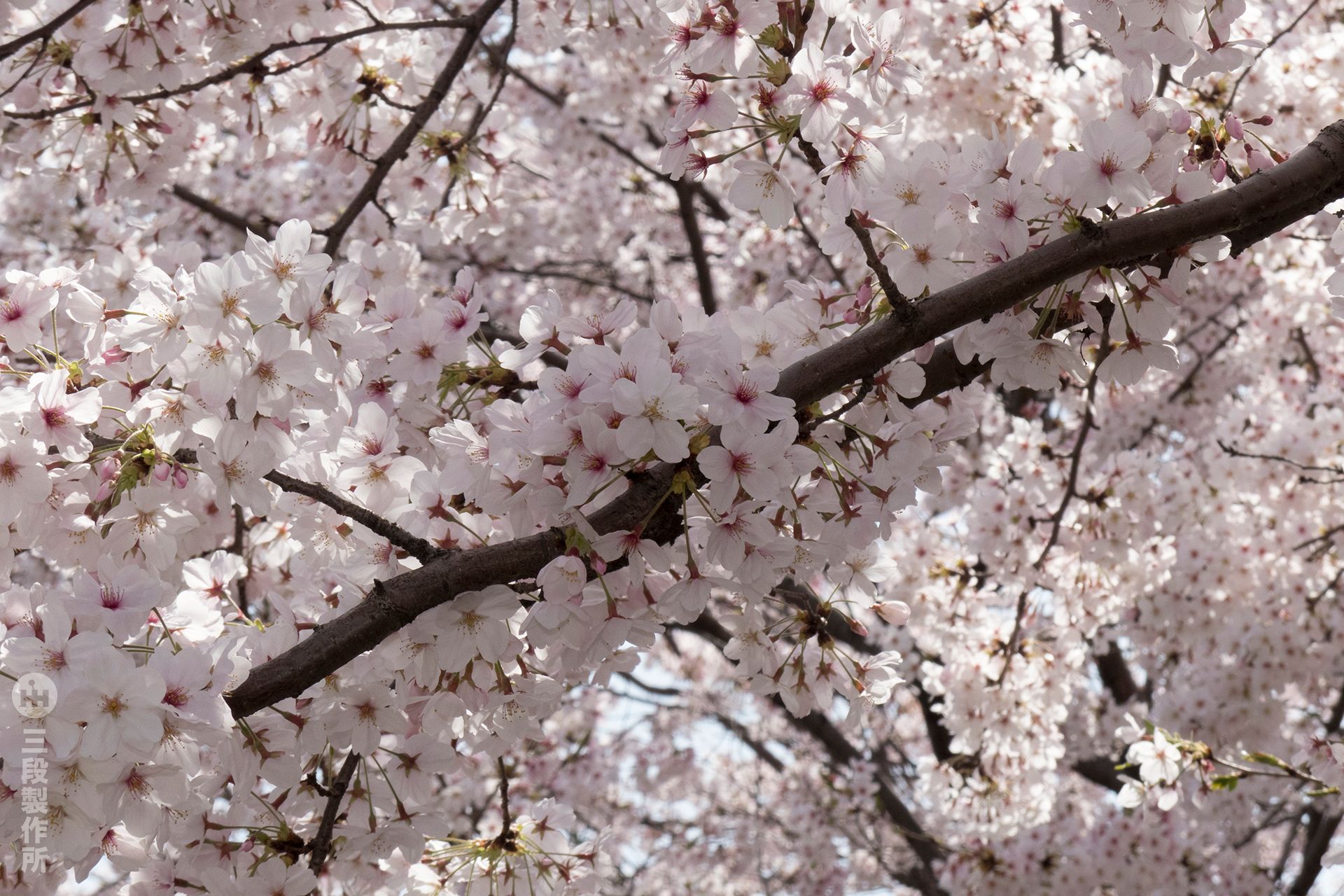 sakura18_04.jpg