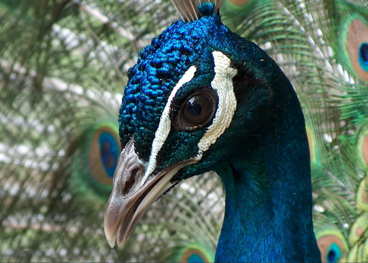 peacock @cryptologyx 8-21-17.JPG