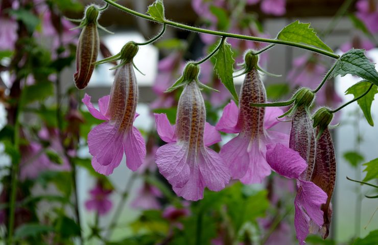 rehmannia-elata-2441316__480.jpg