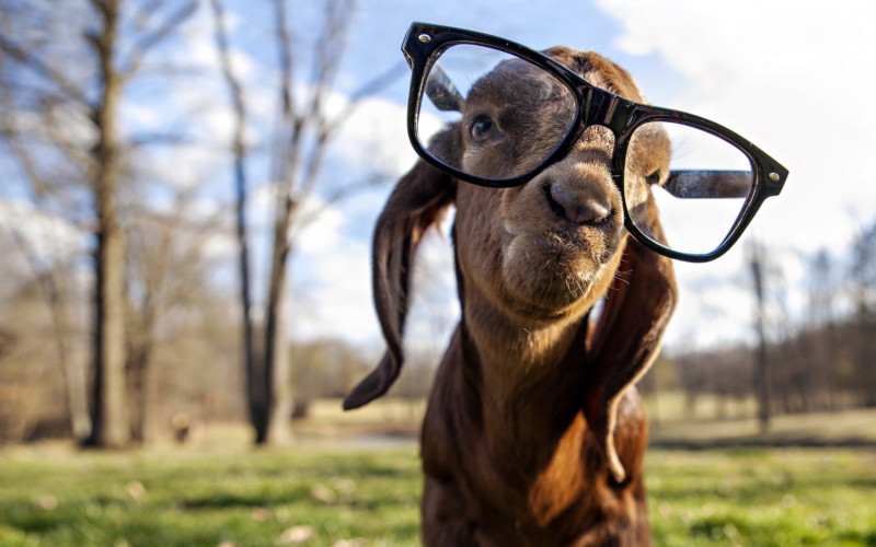 kambing.jpg