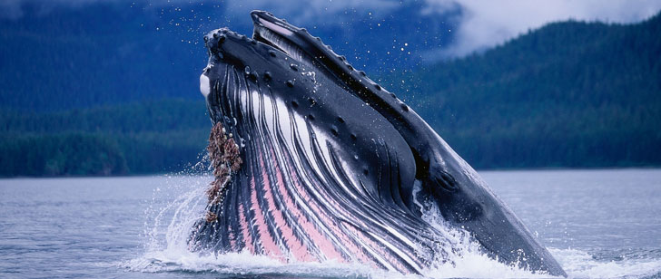 baleine-bleue-lesaviez-vous.jpg