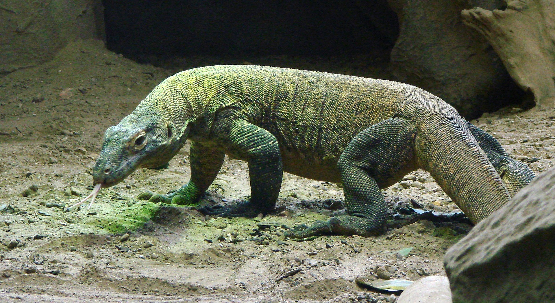 komodo-dragon-590552_1920.jpg