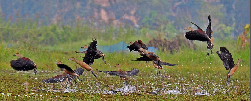 Migrating_ducks_frolicking_in_Loktak_Lake3.png