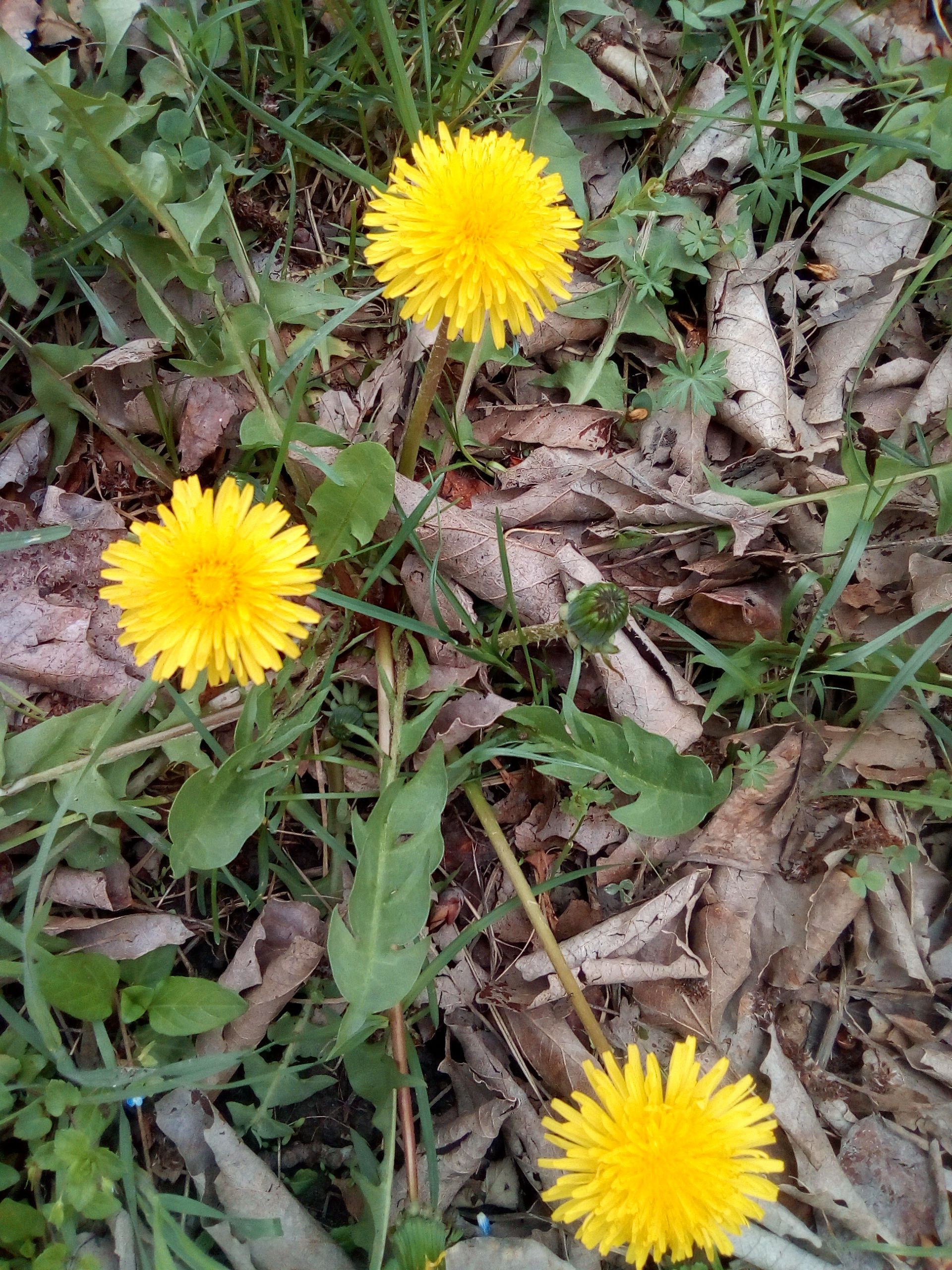 IMG_20180403_141547.jpg