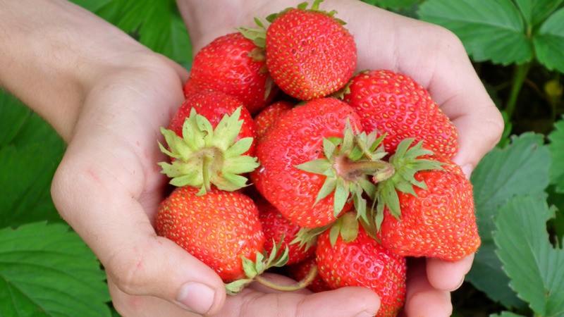 strawberry 1.jpg