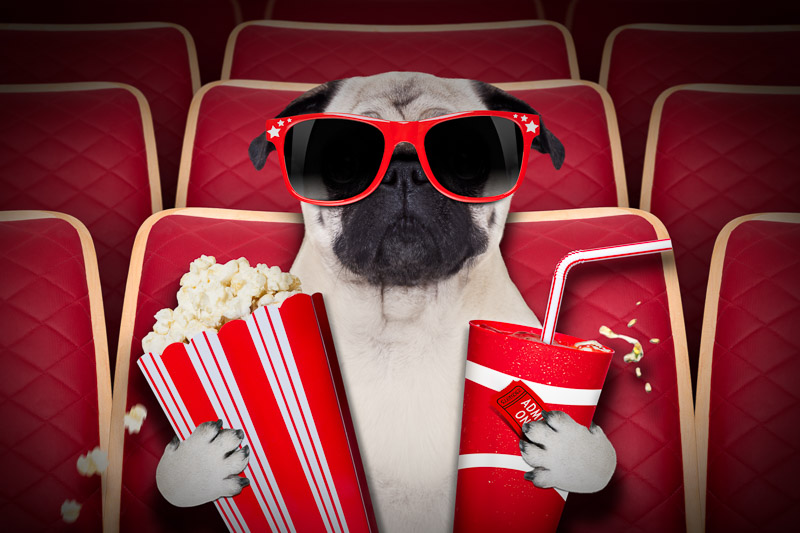 pug at the movies.jpg