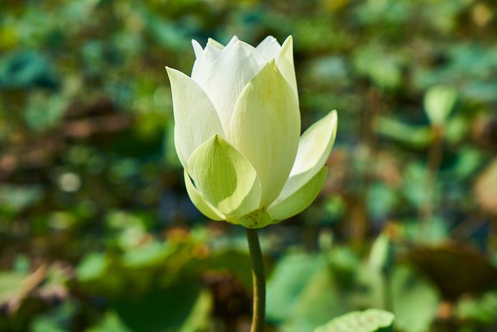 lotus-3047857__480.jpg