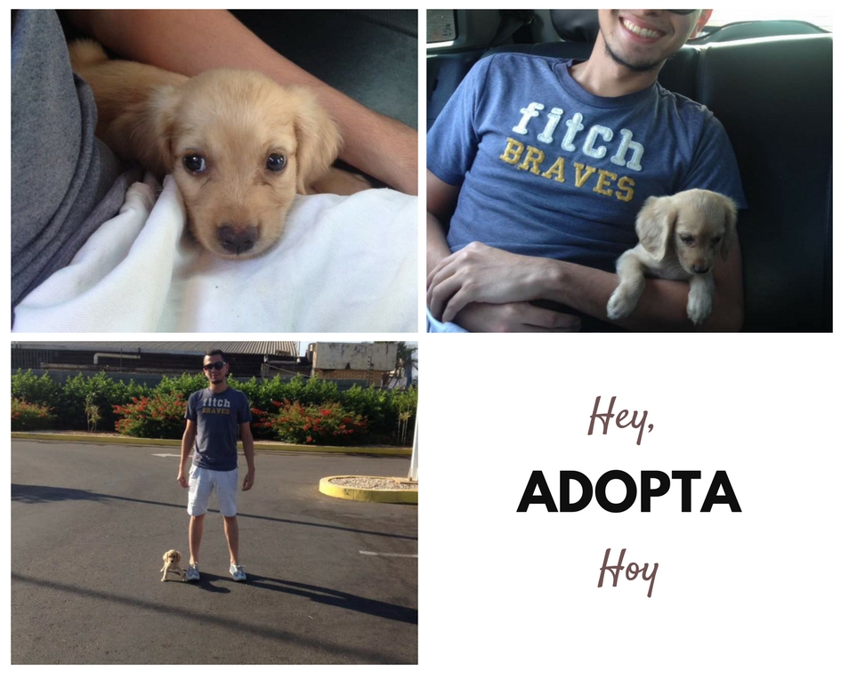 adopta.jpg