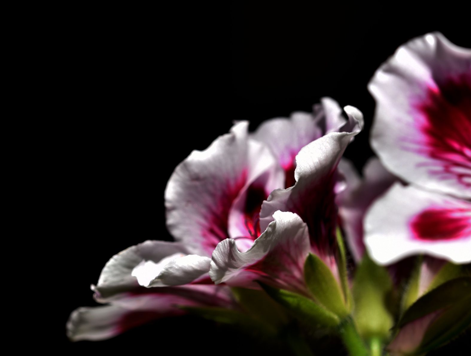 Pelargonium Regalia Lilac 4.jpg