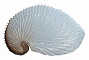 Sea Shell Nautilus 60HS.jpg