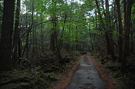 Aokigahara_05.jpg