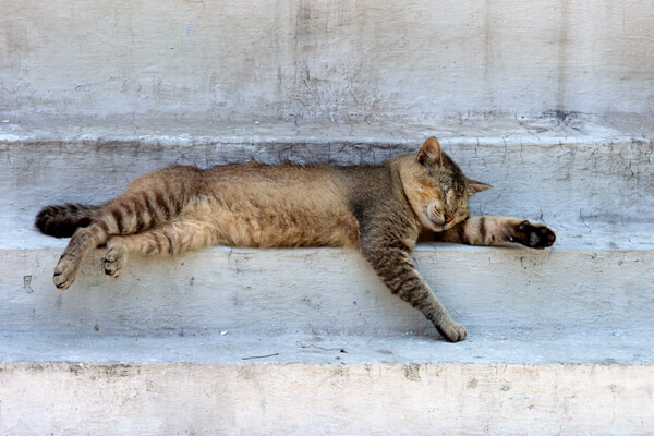 kucing-tidur.jpg