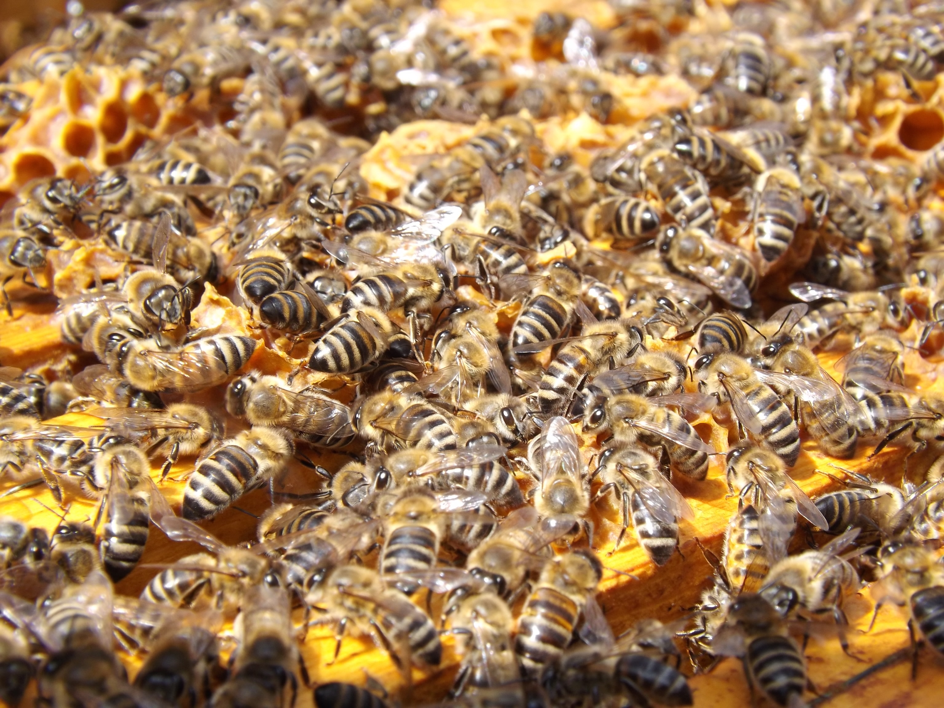 bees-beehive-beekeeping-honey-48022.jpeg