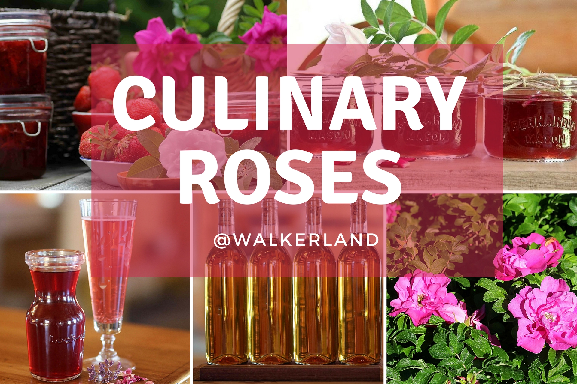 The Beauty of Using Roses In The Kitchen (Recipes Included).jpg